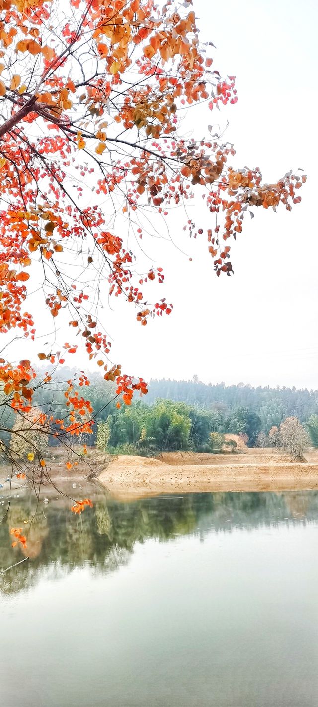 解鎖斜溪村紅樹林，感受自然的原始魅力