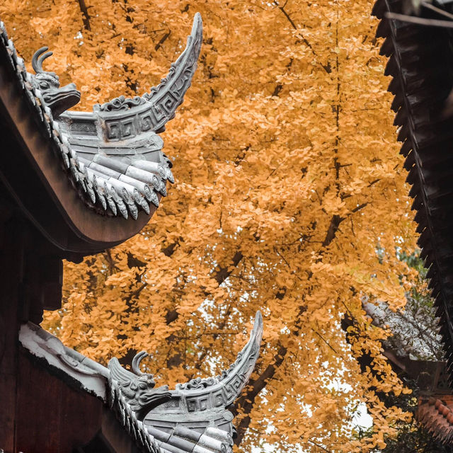 地鐵直達｜滿園金色，寶輪寺的銀杏黃了❗️||屬於重慶的冬日氛圍感已經拉滿