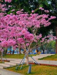 後海中心河公園｜紫花風鈴木盛開的冬天