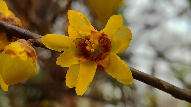 梅花凌寒開--武漢東湖梅園開園