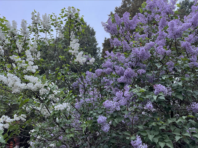 四月的北京中山公園，每一幅都可以拿來當壁紙！