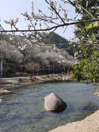 冬日汕尾必打卡點——螺洞世外梅園