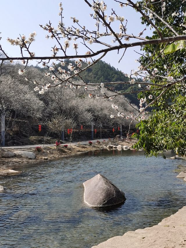 冬日汕尾必打卡點——螺洞世外梅園