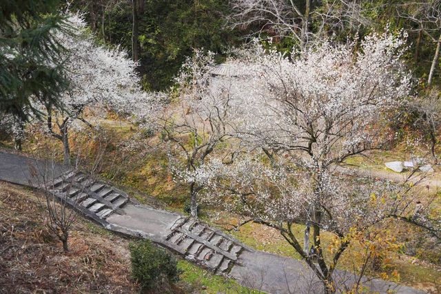 古驛道賞梅