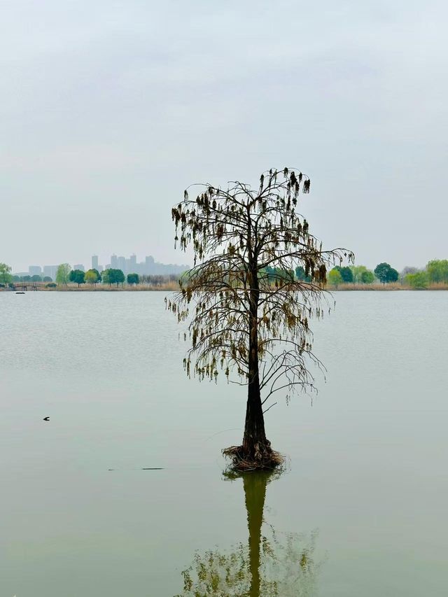 銅陵西湖濕地公園｜生態系統園