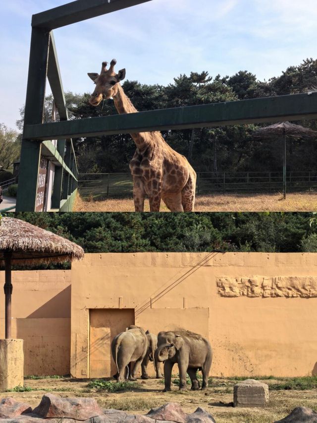 來瀋陽怎麼能錯過超有趣的瀋陽森林動物園！奉上保姆級攻略