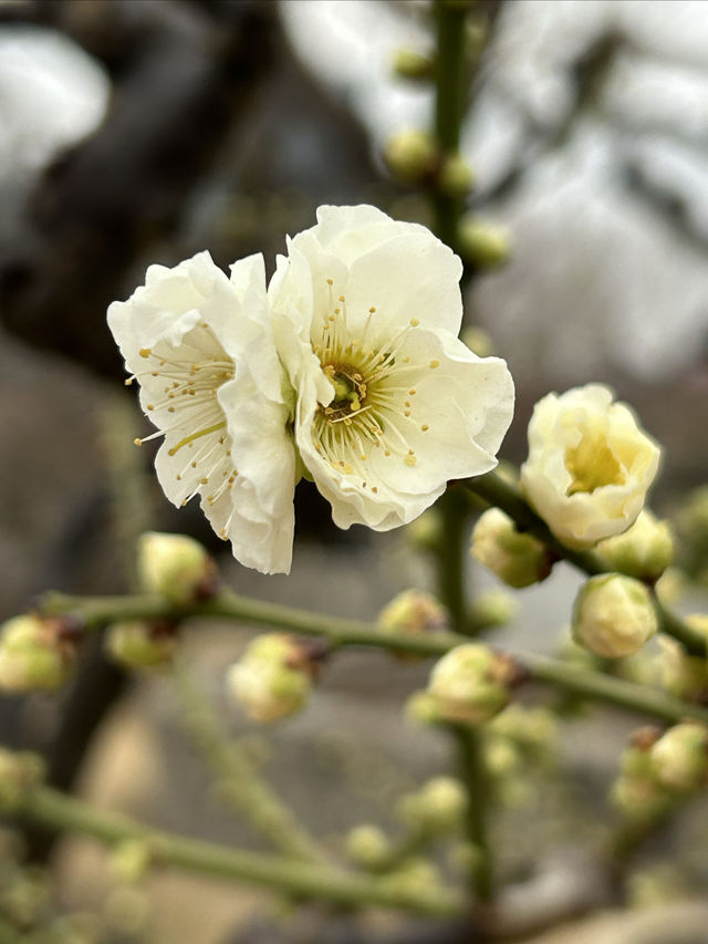 2.21 莘莊梅園實況｜「梅」不勝收，獨佔春色，專場