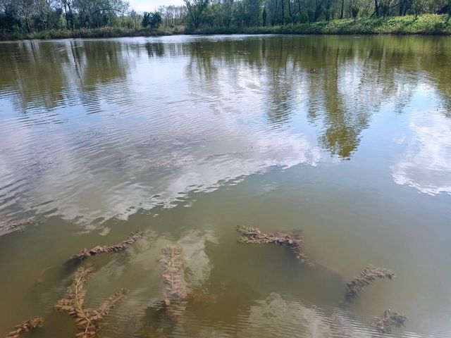 崇明島西沙濕地～一個畫一樣嘅地方