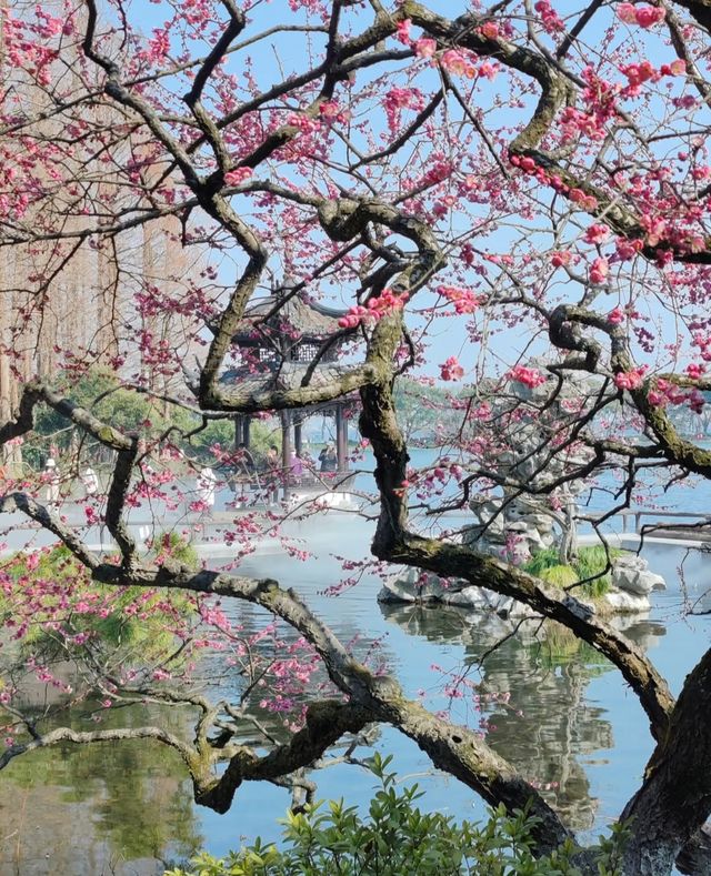 梅花
