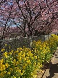 🌸日本三浦海岸 | 河津櫻滿開直擊！
