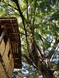廈門-鼓浪嶼-福建土樓｜7日春遊 盡享美景攻略