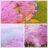 三月賞花地圖 | 奔赴浪漫花海啦！