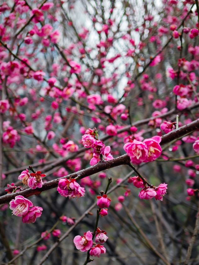 浣花溪•梅花