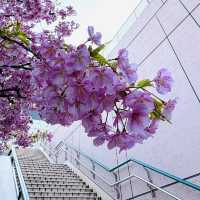 🌸東京限定浪漫！台場海濱公園櫻花盛放