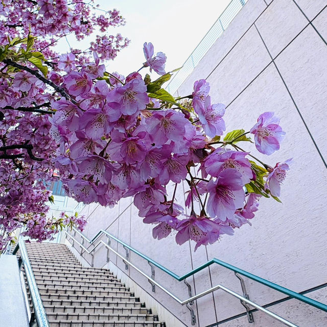 🌸東京限定浪漫！台場海濱公園櫻花盛放