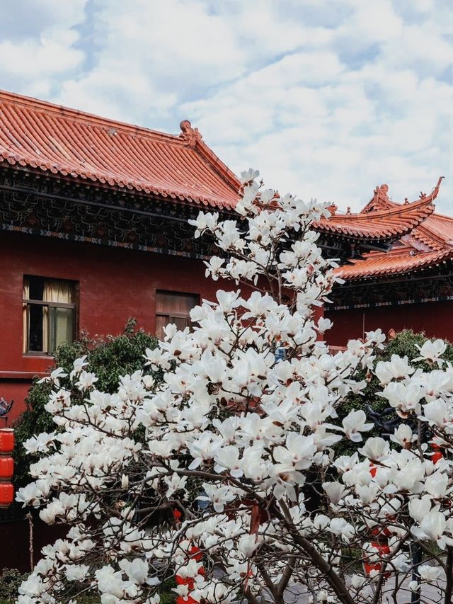 蘇州小眾賞玉蘭花聖地，美到失語