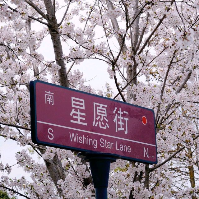 2025必去！上海人少花美的櫻花大道大揭秘🌸