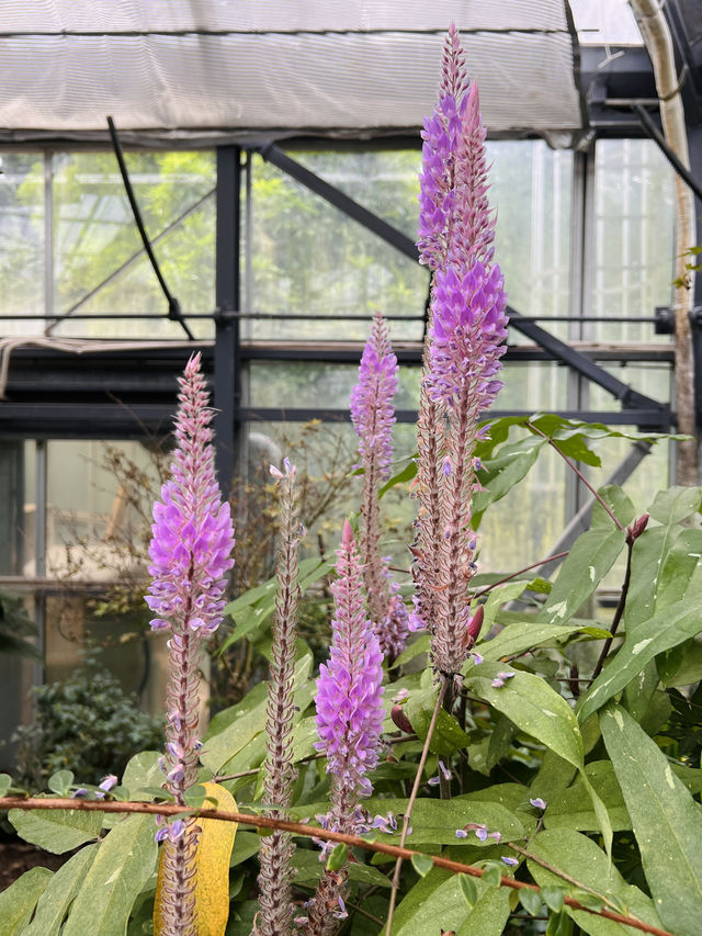 走進華南植物園溫室群