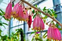 小石川植物園探秘｜未綻放，邂逅東京隱秘花園