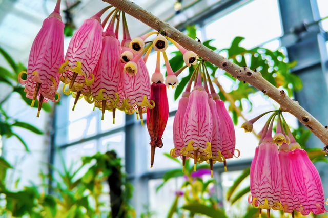 小石川植物園探秘｜未綻放，邂逅東京隱秘花園