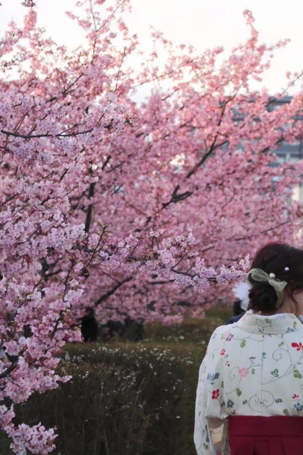 京都淀河津桜の現状を楽しむ