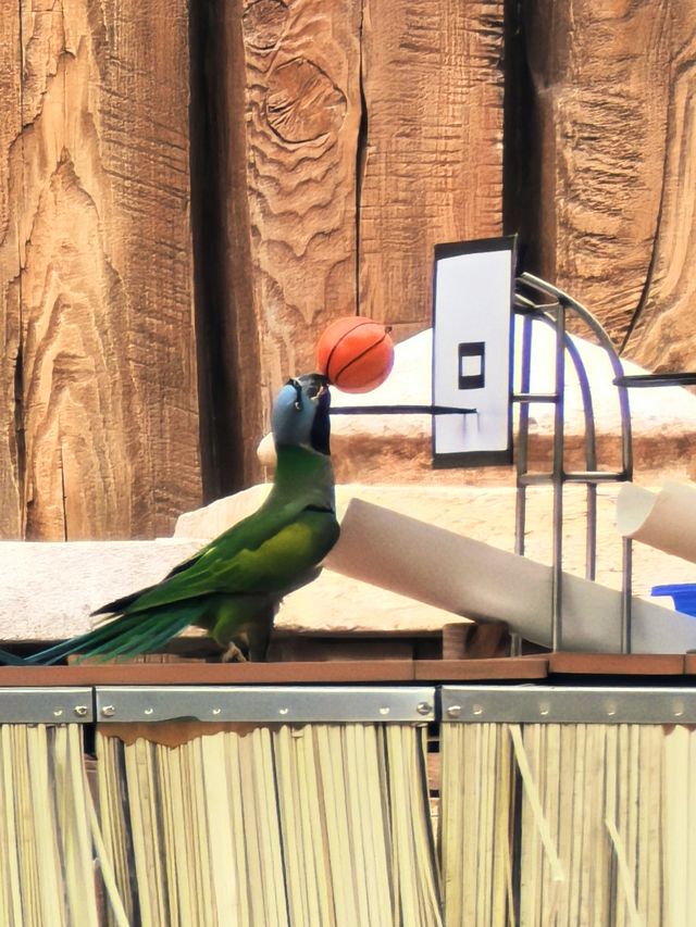 海花島海洋公園 動物互動攻略大放送