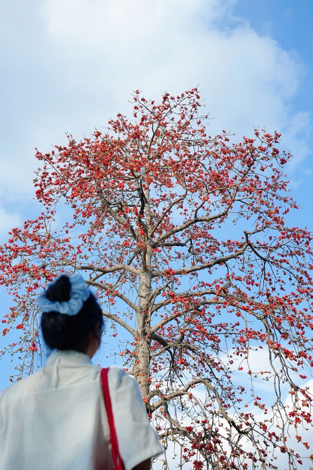 美哭！沒有哪個公園能比它更懂拿捏春和景明了
