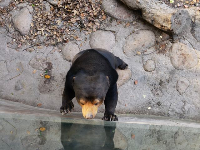 上海動物園，春遊好去處