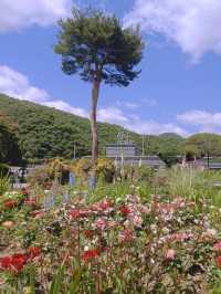 被韓國莞島郡美暈！小眾寶藏旅行地攻略奉上