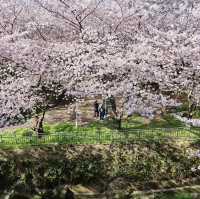 🌸新山公園 𓅹‬𓂃˒