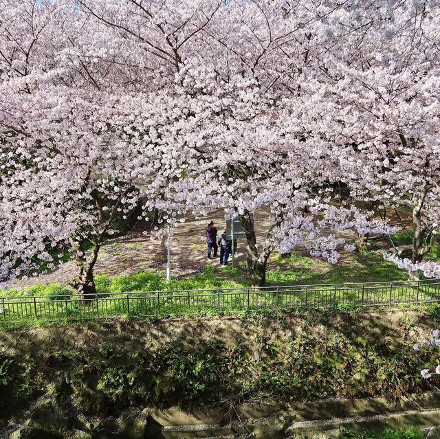 🌸新山公園 𓅹‬𓂃˒