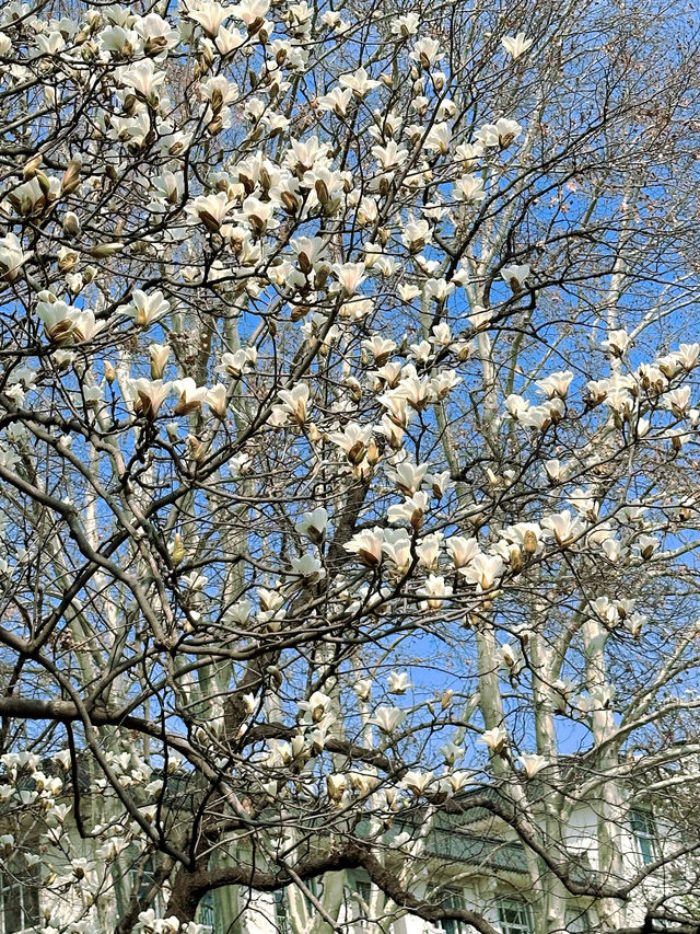 春日賞花記：南京林業大學櫻花之旅