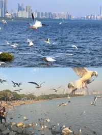 深圳灣公園歡樂海岸 | 寶藏玩法