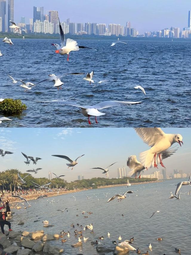 深圳灣公園歡樂海岸 | 寶藏玩法