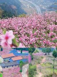 成都龍泉山 |3 - 4月來真香，邂逅浪漫春日之旅！