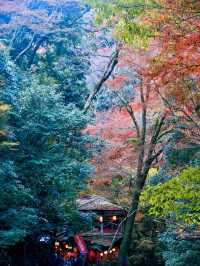 繁花似錦：在萁面公園的靜謐漫步