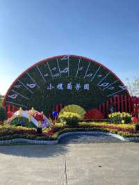 花海盛景：小欖菊韻探秋記