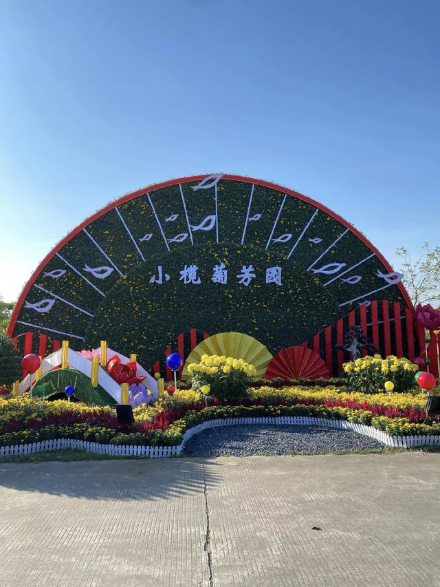 花海盛景：小欖菊韻探秋記