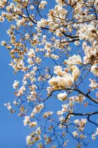 3.19上海的白玉蘭實在是太美了🌸