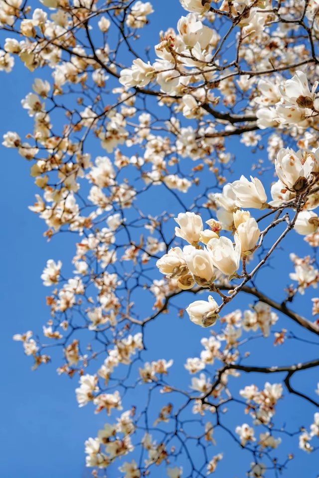 3.19上海的白玉蘭實在是太美了🌸