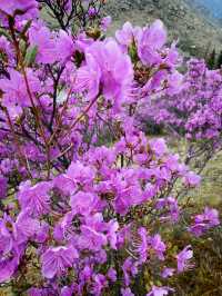 Purple mountains 