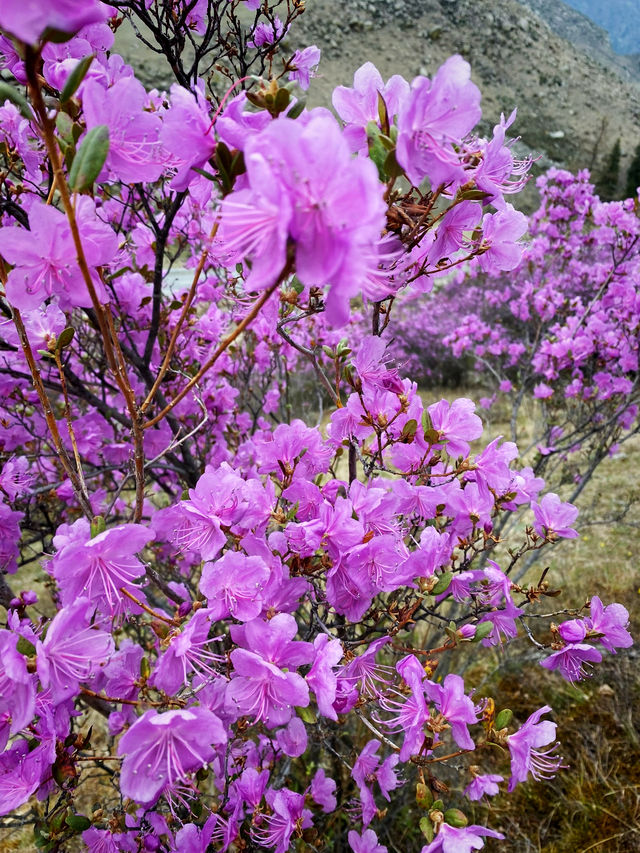 Purple mountains 