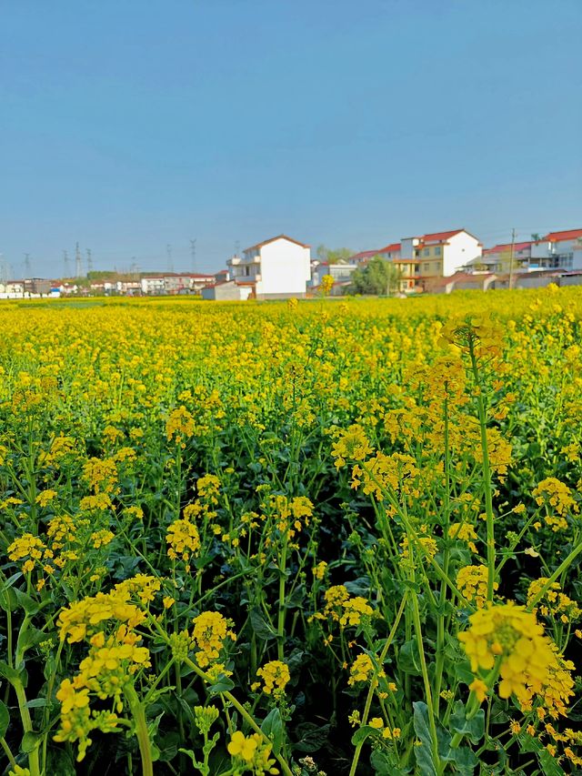 漢中油菜花已盛開！內附9個精品觀花點