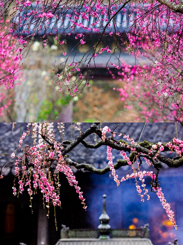 台州油菜花賞花攻略‖打卡避雷攻略
