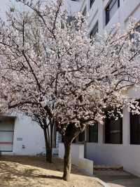 釜山大學，學府裡的櫻色流光