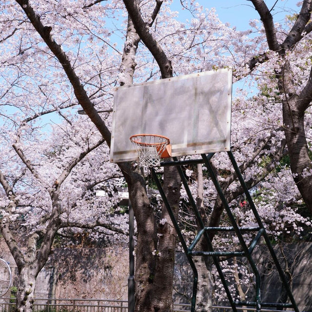 4.2濟州島櫻花實況🌸