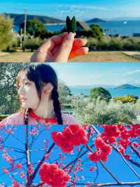 八重岳櫻之森公園賞櫻攻略：全日本最早的櫻花季✨