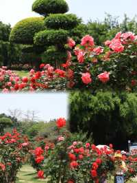 衡陽南湖公園：免費花海中的春日漫遊