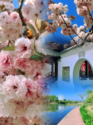 Weifang's double cherry blossoms are breathtakingly beautiful! 