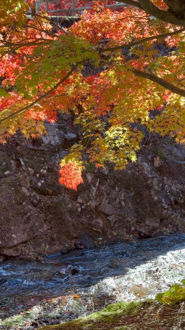 ✨《下呂雨晴公園的紅葉之美》✨